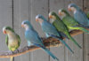 blue quaker parrots stick.jpg