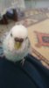 IMG-20160816-WA0003.jpeg
