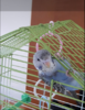b.PNG