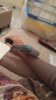 IMG-20161020-WA0003.jpeg IMG-20161020-WA0003.jpeg