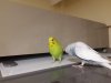 IMG-20180827-WA0011.jpg