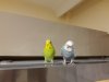 IMG-20180827-WA0009.jpg