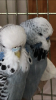 6B09DBEC-D258-471B-ABA9-47471613F710.png