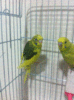 janıtın&jenifer.gif