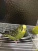 B35F0E77-ABF9-4867-AF94-9EAFE28954AA.jpeg