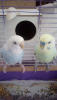 Screenshot_2019-07-24-10-25-36.png