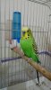 IMG-20190407-WA0012.jpeg