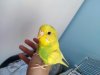 minik the bird.jpg