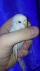 IMG-20200621-WA0022.jpeg