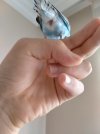 IMG-20201115-WA0003.jpg
