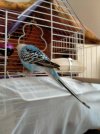 IMG-20201115-WA0001.jpg