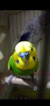 Screenshot_20201116-014124.jpg