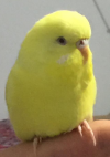Ekran Alıntısı2.PNG