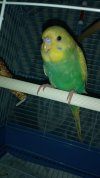 IMG-20201218-WA0039.jpg