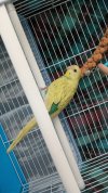 IMG-20201218-WA0040.jpg
