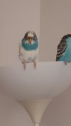 IMG-20210125-WA0008.jpeg