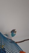 IMG-20210126-WA0004.jpeg