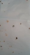 IMG-20210129-WA0007.jpeg