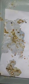 IMG_20210302_191104~2.jpg
