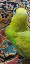 IMG_20210404_205359.jpg