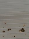 IMG_20210523_180130.jpg