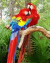 red-parrot-100-area-diy-5d-crystal-painting.jpg