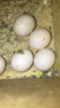IMG_0238.PNG IMG_0238.PNG