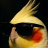 Zeonifixx