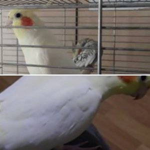 Sultan Papağanım