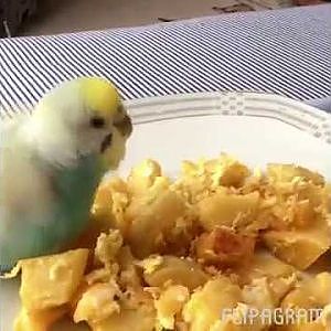 Omlet yiyen muhabbet kuşu  - YouTube