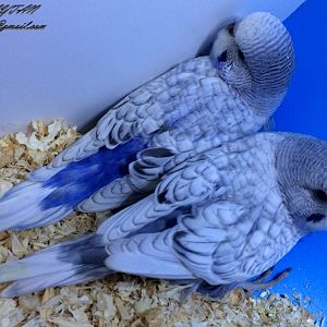 Spangle mavi muhabbet kuşu