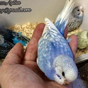 Spangle mavi muhabbet kuşu