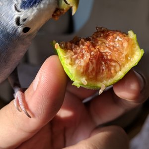 PIRPIR incir yiyor.