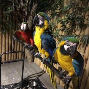 Macaw Papağanalarım